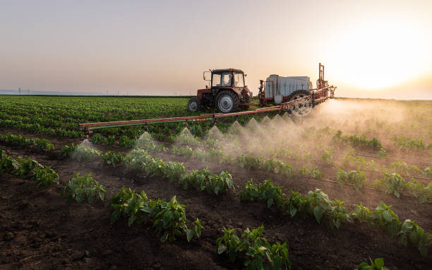 Best Insect Control  in Muenster, TX