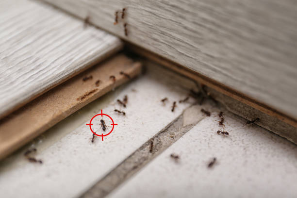 Best Affordable Pest Control Services  in Muenster, TX