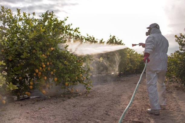 Best Pest Removal Services  in Muenster, TX